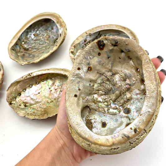 Large Rough Abalone Shell