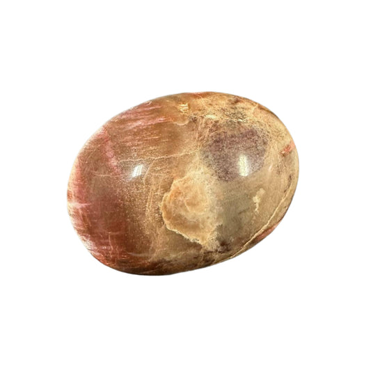 Petrified Wood Palm Stone