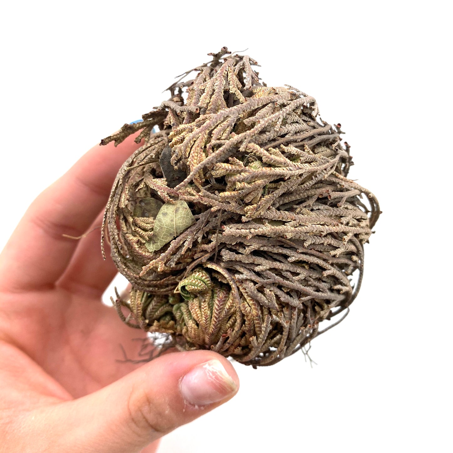 Rose of Jericho