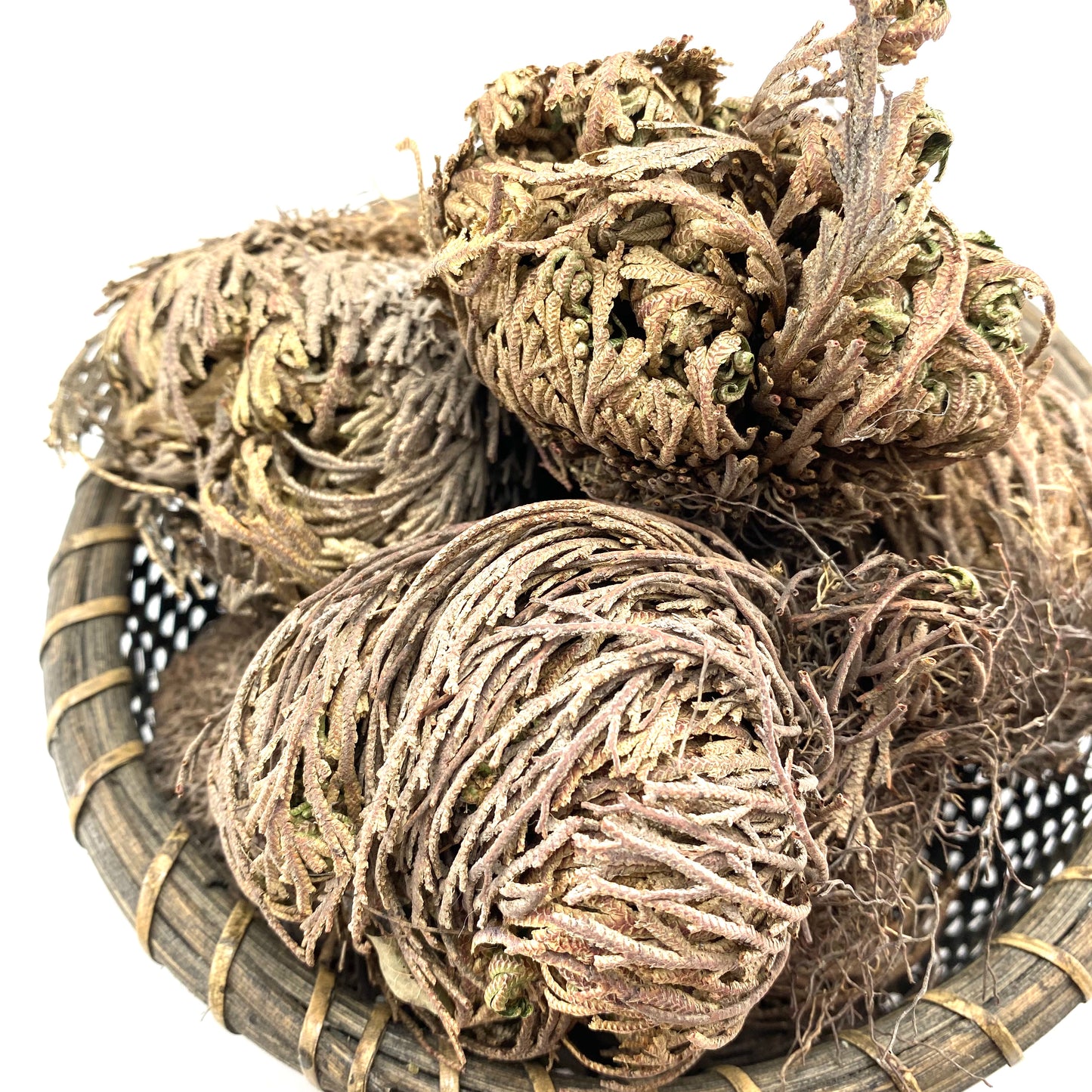 Rose of Jericho