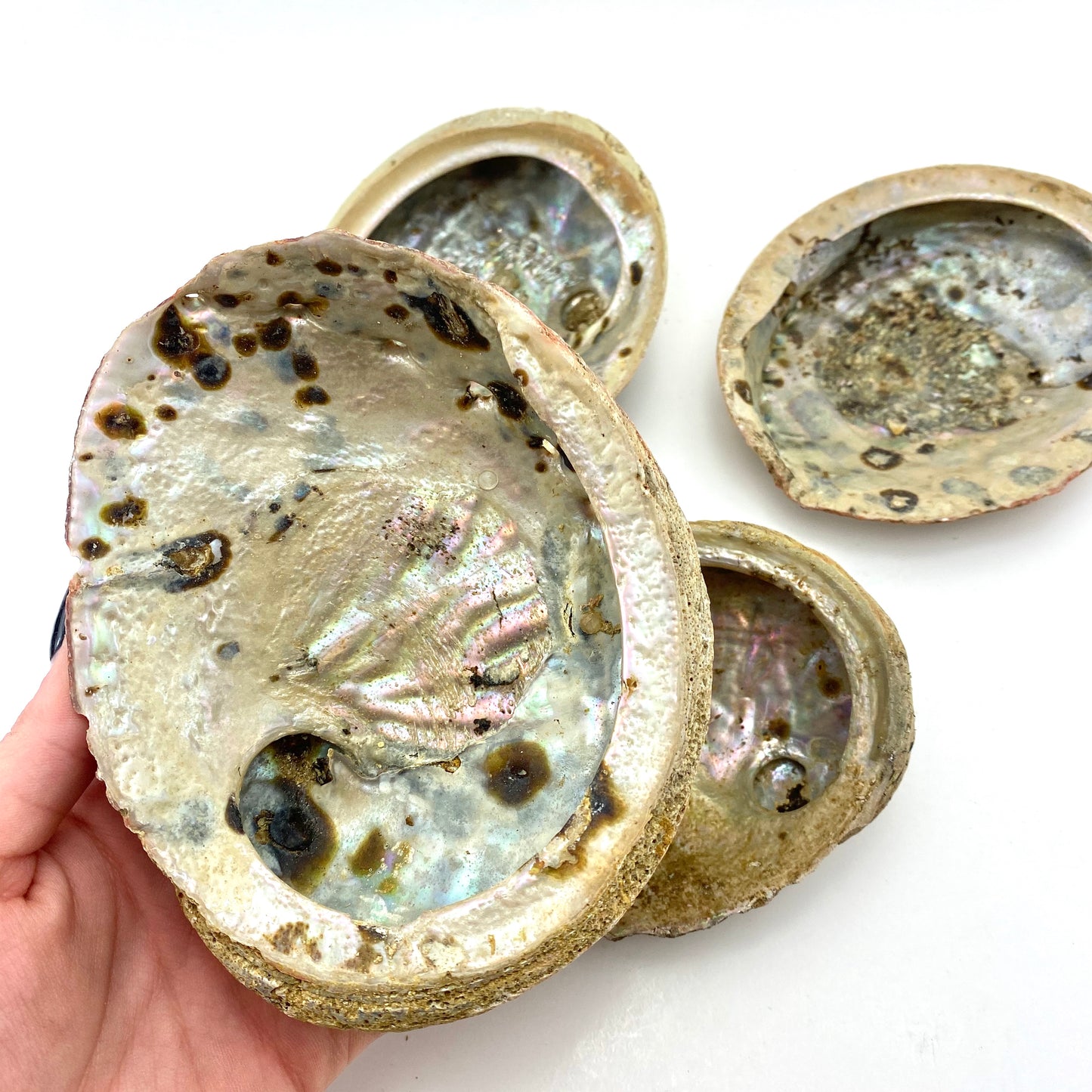 Large Rough Abalone Shell