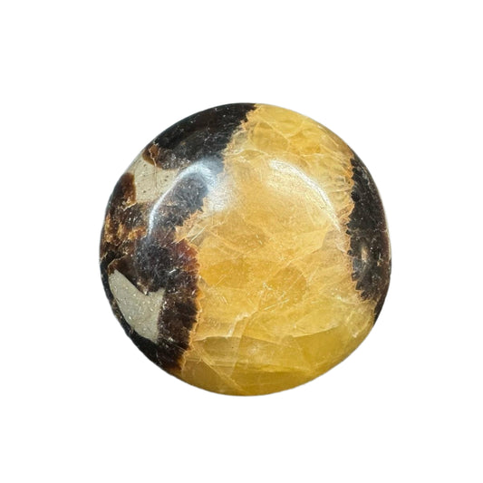 Septarian Palm Stone