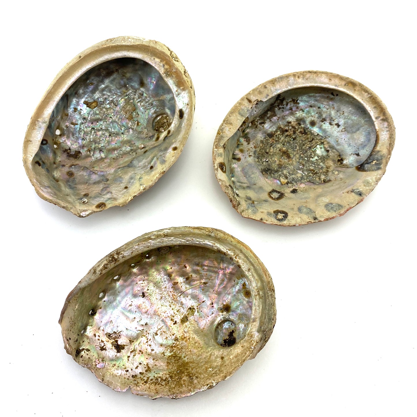 Large Rough Abalone Shell