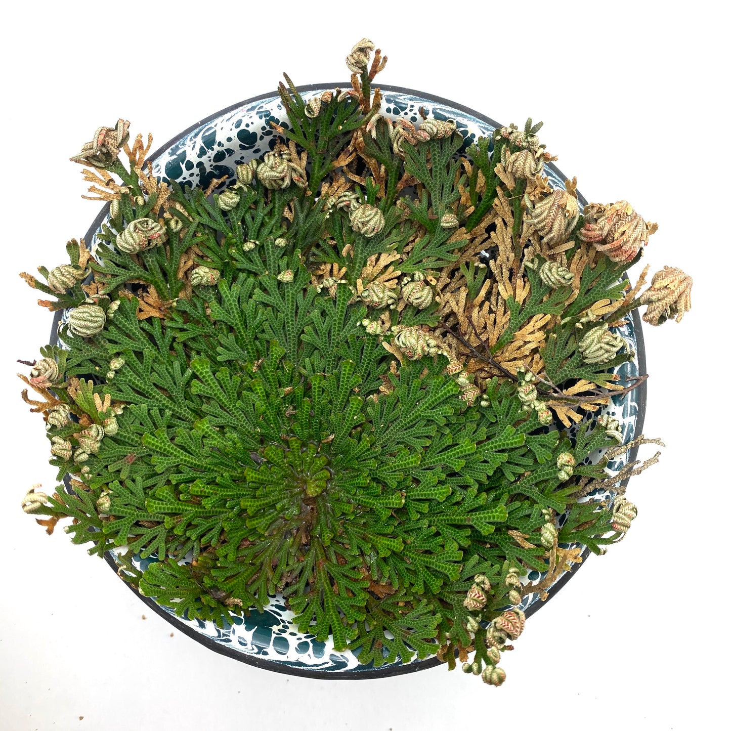 Rose of Jericho