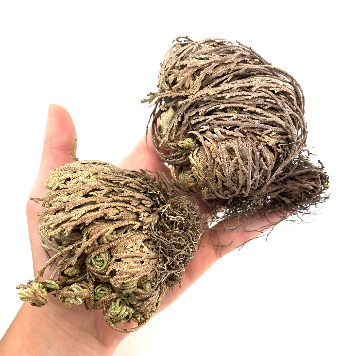 Rose of Jericho