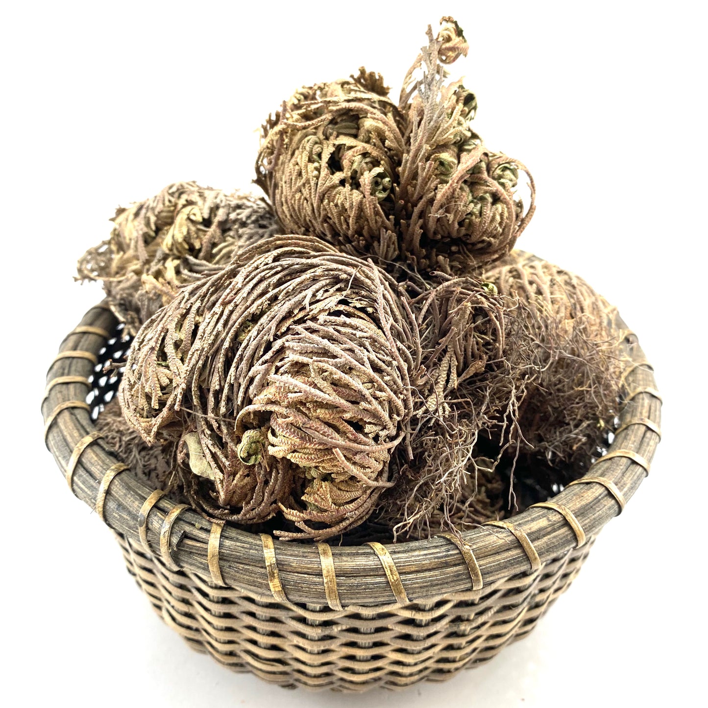 Rose of Jericho